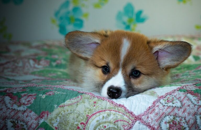 Reddybook Review: How the Platform Transforms Digital Publishing and Its Synergy with Laser247